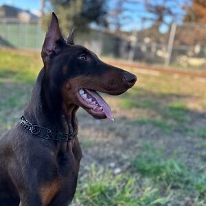 Meet your Posher, Avery